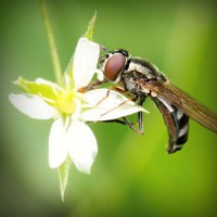 /album/siofanage/photolia-a02-jpg/